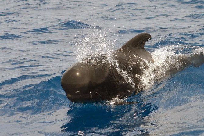 private-2-hour-whale-watching-tour