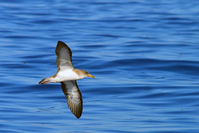 private-2-hour-whale-watching-tour