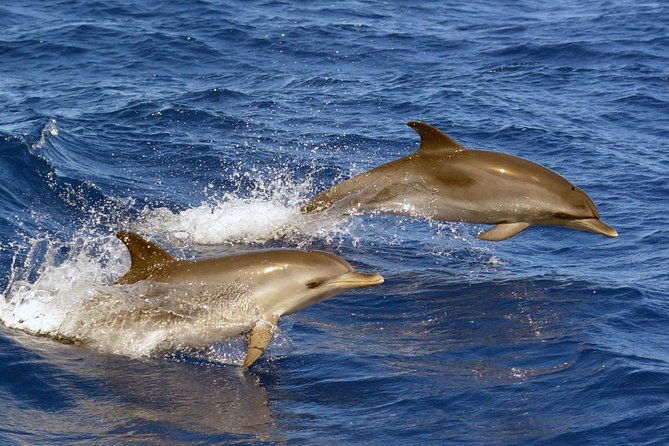 private-2-hour-whale-watching-tour