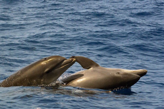 private-2-hour-whale-watching-tour