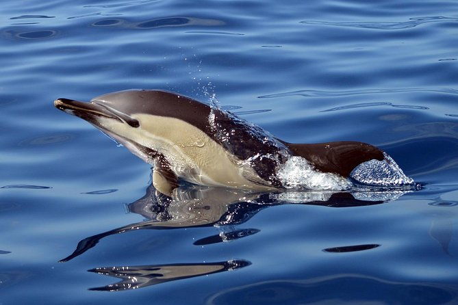 private-2-hour-whale-watching-tour