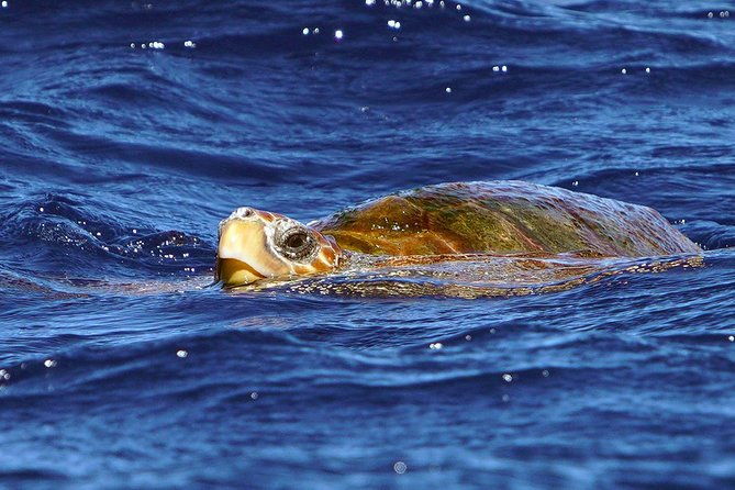 private-2-hour-whale-watching-tour