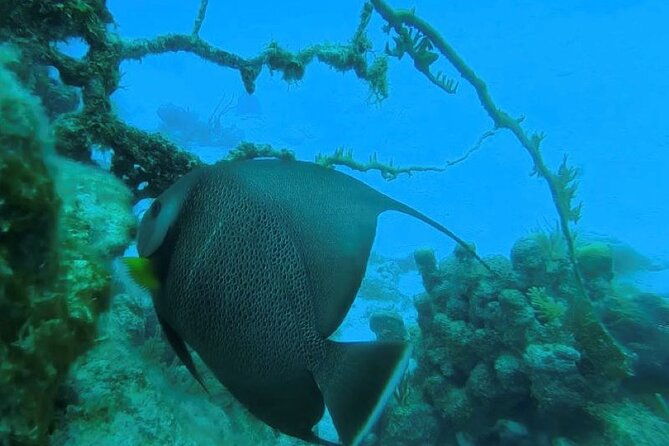 private-2-tank-dive-with-padi-instructor-for-certified-divers