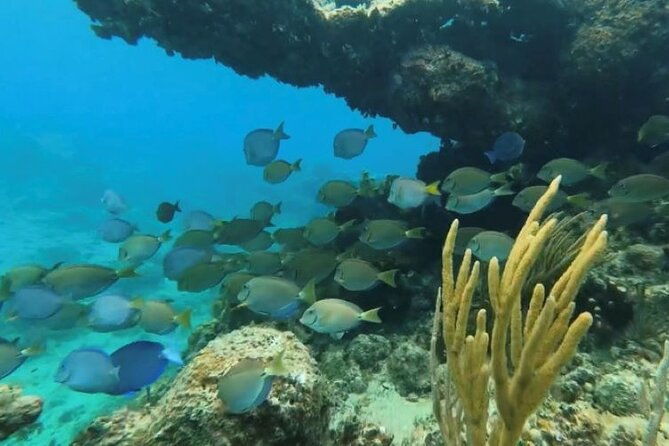 private-2-tank-dive-with-padi-instructor-for-certified-divers
