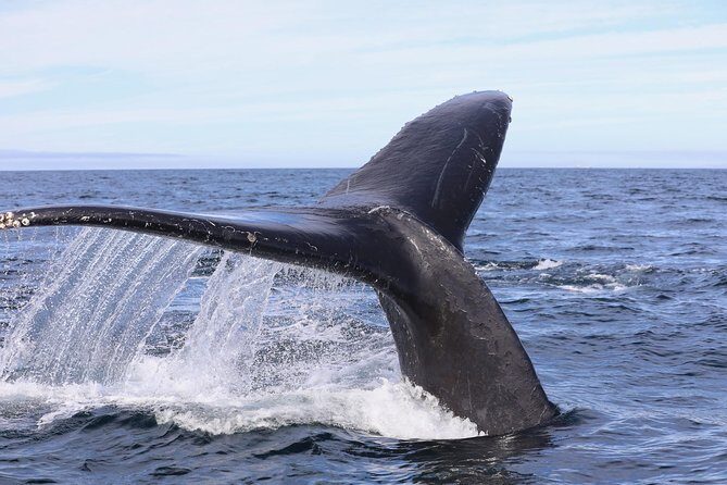 Private 2hr Supreme Whale/Dolphin Watching Tour, Newport Beach CA - Practical Aspects to Consider