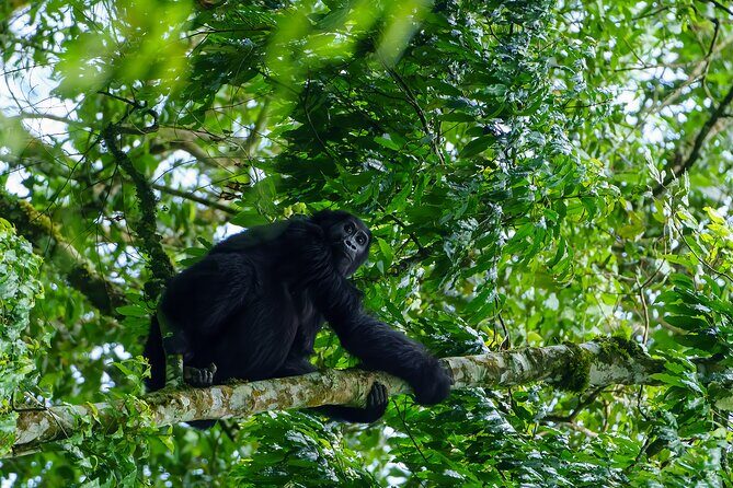 Private 3 Day Gorilla Trekking Safari in Uganda - Detailed Review of the Tour