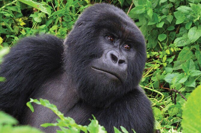 Private 3 Day Gorilla Trekking Safari in Uganda - Frequently Asked Questions