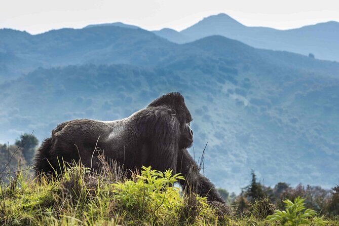 Private 3 Day Gorilla Trekking Safari in Uganda - Final Thoughts