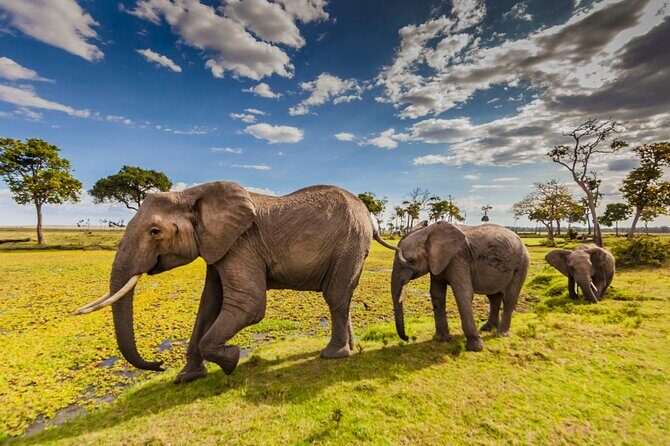 Private 3-Day Masai Mara Safari Adventure - What to Expect from the 3-Day Maasai Mara Safari