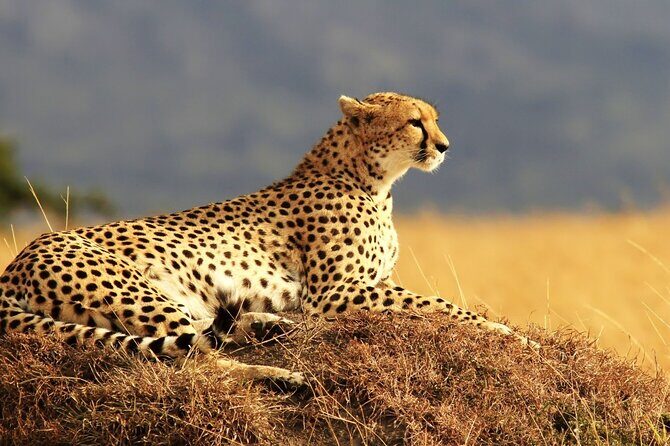 Private 3-Day Masai Mara Safari Adventure - Pricing & Value