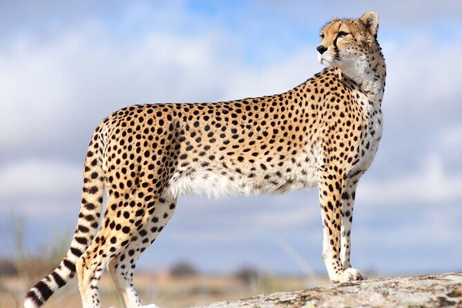 Private 3 Day Tour to Serengeti National Park - Transportation & Comfort  