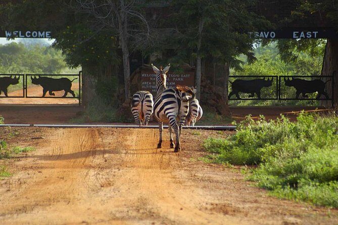 Private 3 Day Tsavo East Safari from Mombasa - What to Expect on This 3-Day Tsavo East Safari