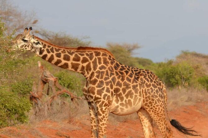 Private 3 Day Tsavo East Safari from Mombasa - Final Thoughts: Is This Tour Right for You?