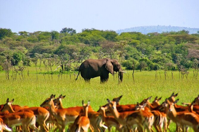 Private 3 Days 2 Nights Mikumi Adventures - A Deep Dive into the Itinerary