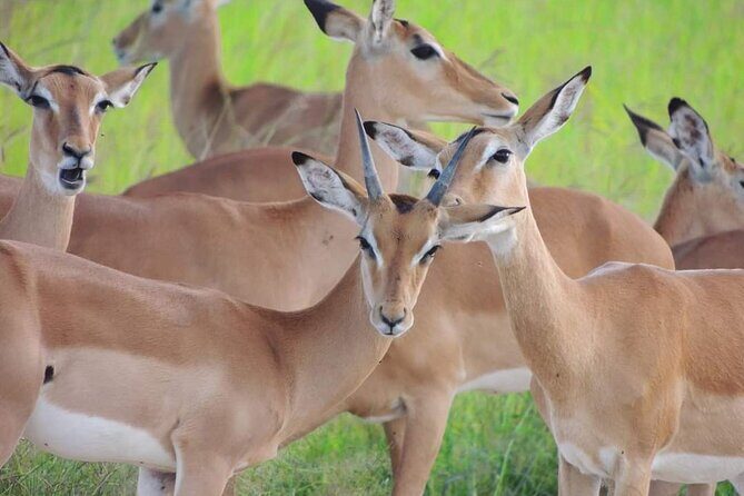 Private 3 Days 2 Nights Mikumi Adventures - Who Would Love This Safari?