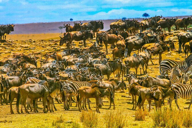 Private 3 Days Astounding Masai Mara Migration Safari. - Practical Tips & Considerations