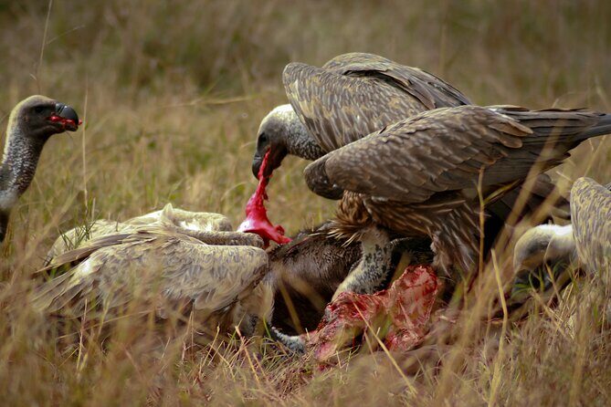 Private 3 Days Astounding Masai Mara Migration Safari. - The Sum Up