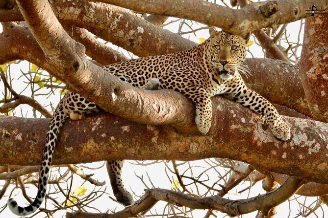 Private 3 Days Astounding Masai Mara Migration Safari. - FAQ