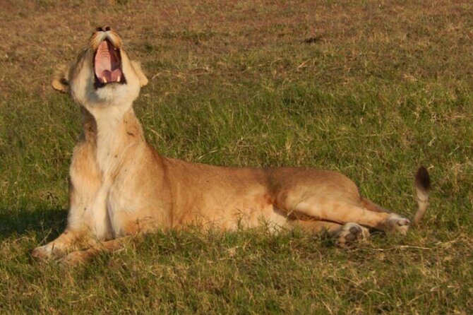 Private 3-Days of wildlife Safari exploring Uganda - Key Points
