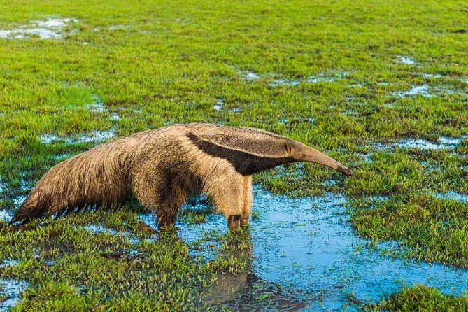 private-4-day-llanero-safari-tour-in-enchantment