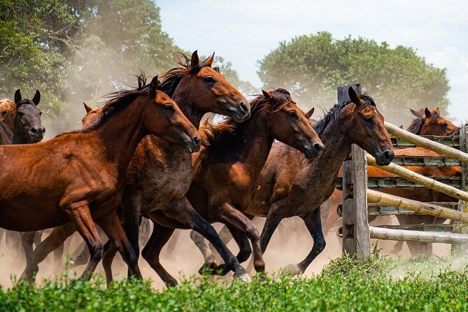 private-4-day-llanero-safari-tour-in-enchantment