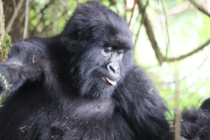 Private 4 Days Gorilla Trekking Tour and Lake Bunyonyi Visit - An Honest Look at the Private 4 Days Gorilla Trekking & Lake Bunyonyi Tour