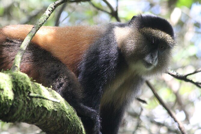Private 4 Days Gorilla Trekking Tour and Lake Bunyonyi Visit - Final Thoughts: Who Will Love This Tour?  