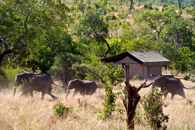 Private 4-Days Northern Circuit National Parks in Tanzania - Introduction: What to Expect from This Tanzanian Safari