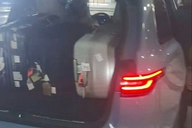 Private 4 Hour Shanghai Layover Tour with Airport Pickup - Authentic Insights from Past Travelers