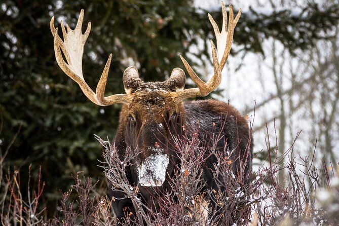 private-4-hour-snowshoe-in-grand-teton-national-park