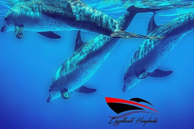 PRIVATE! | 4-hour Speed Boat Trip | Swim With Dolphins, Snorkeling & Island - The Experience in Detail