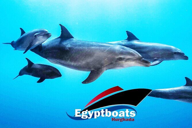 PRIVATE! | 4-hour Speed Boat Trip | Swim With Dolphins, Snorkeling & Island - Who Will Love This Tour?