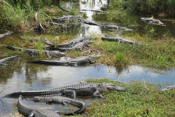 private-4-hour-tour-of-everglades-from-miami-dade