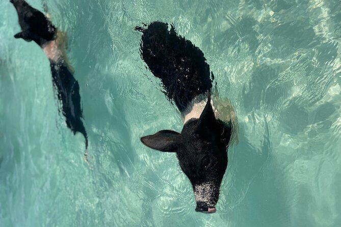 private-40-foot-adventure-to-rose-island-snorkel-swim-and-sip