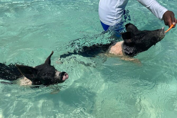 private-40-foot-adventure-to-rose-island-snorkel-swim-and-sip