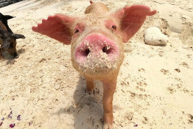 private-40-foot-adventure-to-rose-island-snorkel-swim-and-sip