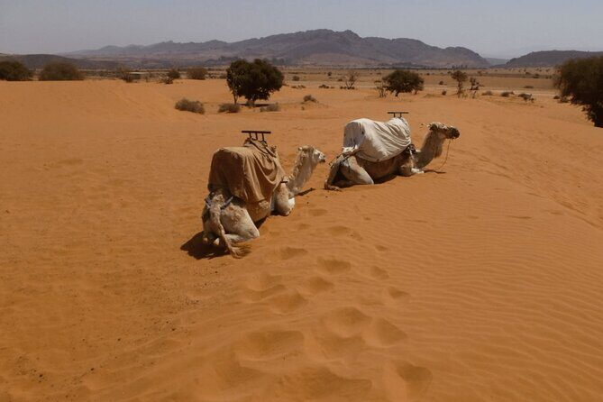 Private 4x4 Jeep Tour Atlanic Sahara and Ocean with Berber Lunch - Who Will Love This Tour?  
