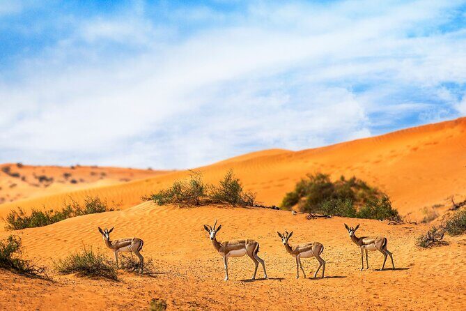 Private 4x4 Morning Desert Drive with Wildlife Experience & Sandboarding - Why Choose This Tour?