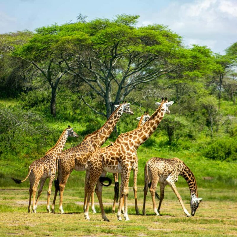 Private 4x4 Vitara Safari in Arusha National Park - Key Points