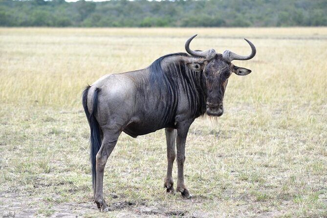 Private 5 Day Kenya Safari in Mara Lake Naivasha and Amboseli - Lake Naivasha: Peaceful Waters and Birdwatcher’s Paradise
