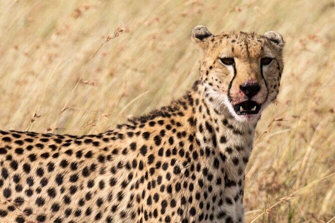 Private 5 Day Kenya Safari in Mara Lake Naivasha and Amboseli - Tips for Making the Most of Your Safari