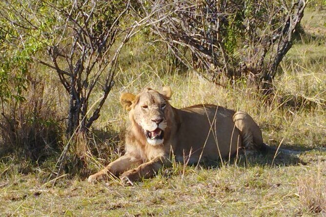 Private 5 Day Maasai Mara with Lake Nakuru and Lake Naivasha Tour - In-Depth Look at the Itinerary and the Experience