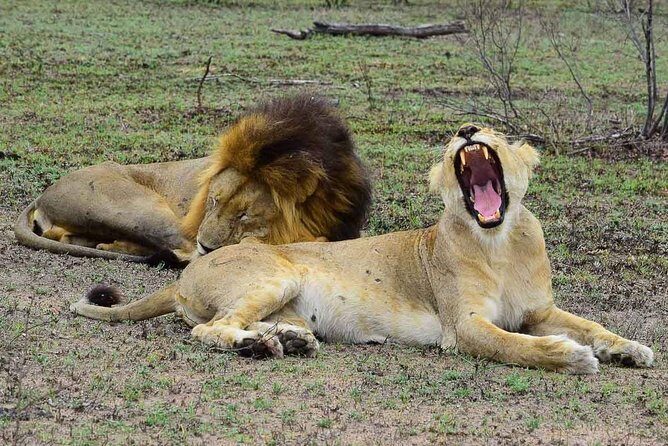 Private 5-Day Overnight Safari In Kruger Park from Skukuza Airport - Key Points