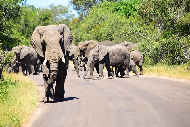 Private 5-Day Overnight Safari In Kruger Park from Skukuza Airport - Final Thoughts