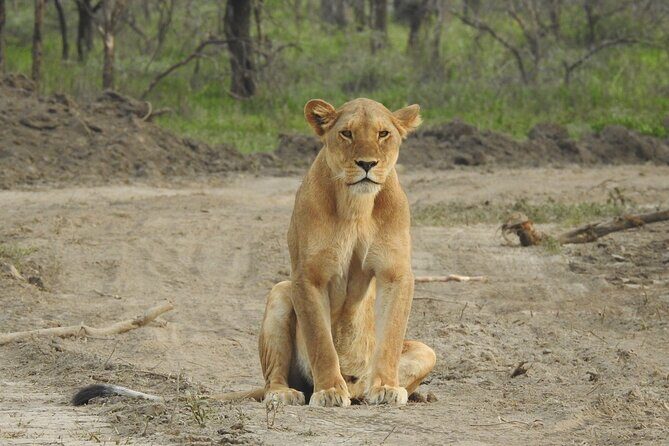 Private 5 Days Camping Tour in Serengeti National Park - Final Thoughts: Who Is This Tour Best For?