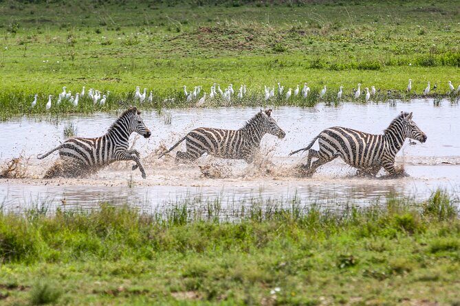 Private 5-Days Serengeti Trails with Kojuu Safaris - FAQ