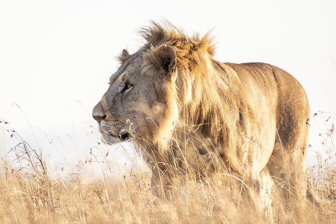 Private 5-Hour Lion Park Tour from Johannesburg or Pretoria - Exploring the Private 5-Hour Lion Park Tour from Johannesburg or Pretoria  