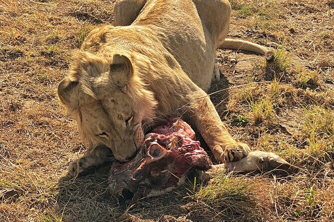 Private 5-Hour Lion Park Tour from Johannesburg or Pretoria - Practical Details and Value  
