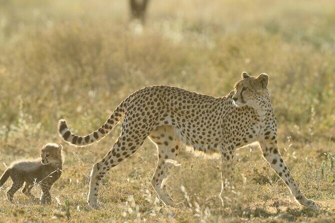 Private 6-Day Great Migration Ndutu Serengeti Safari Tour - Why This Tour Offers Excellent Value
