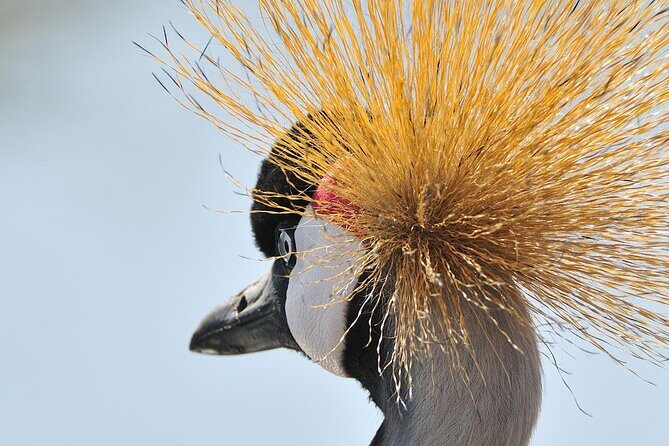 Private 6-Day Great Migration Ndutu Serengeti Safari Tour - Final Thoughts